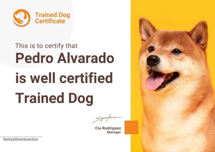 Best Dog Training Certification Programs