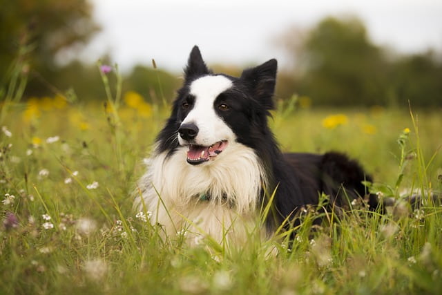 Border Collie Dog