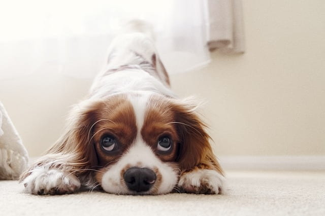 Cavalier King Charles Spaniel