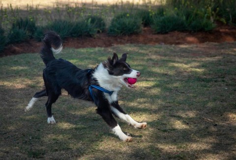 Clicker Training