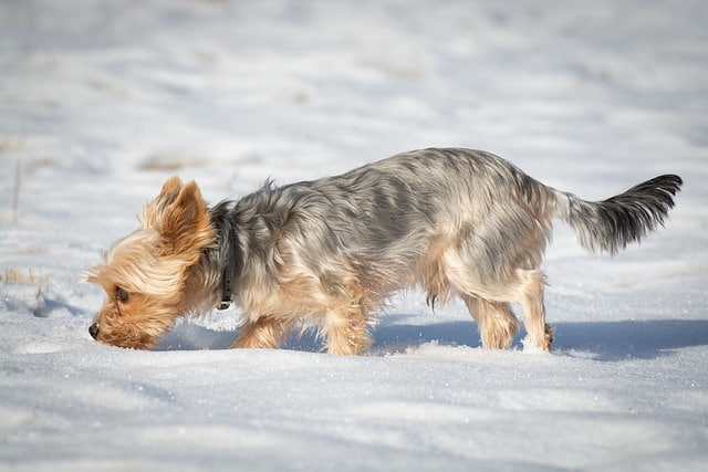 Dog Sniffing