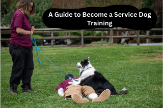 Guide to Become a Service Dog Trainer