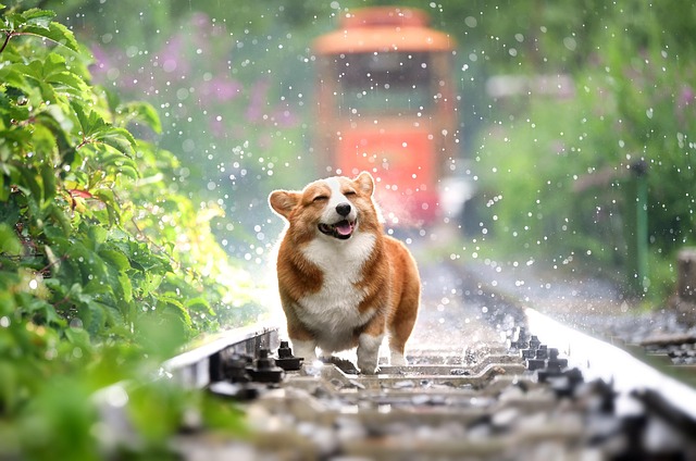 Off-Leash Board and Train