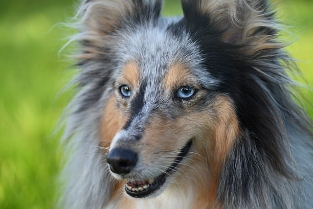 Shetland Sheepdog