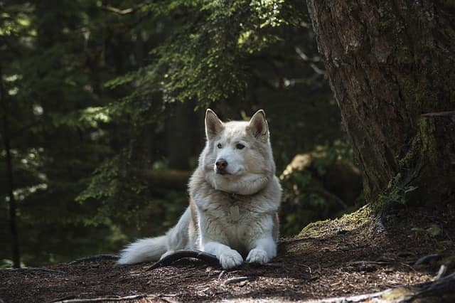 Siberian Husky