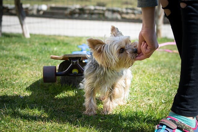 Tips for Managing Puppy Witching