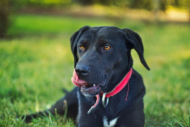 Use an E-Collar for Dogs