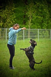 dog training 