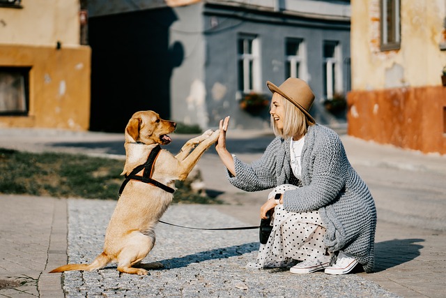 puupy training dog