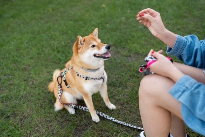 Bousnic Dog Training Collar