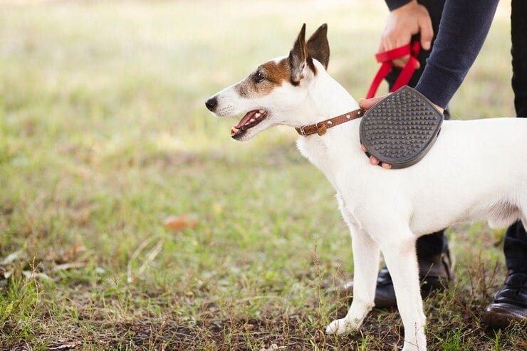 Dog Training Collar