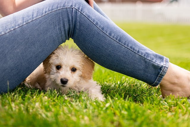 Puppy Training